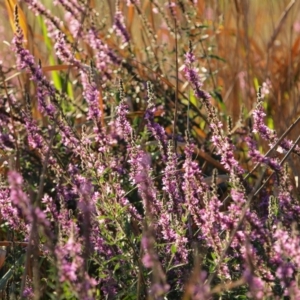 Lythrum salicaria at Latham, ACT - 20 Jan 2018