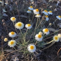 Leucochrysum albicans subsp. tricolor (Hoary Sunray) at Umbagong District Park - 30 Oct 2018 by LWenger