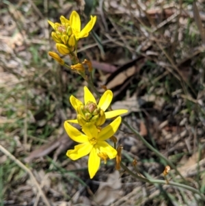 Bulbine bulbosa at Deakin, ACT - 30 Oct 2018