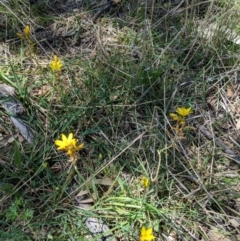 Bulbine bulbosa at Deakin, ACT - 30 Oct 2018