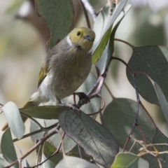 Ptilotula penicillata (White-plumed Honeyeater) at Gungahlin, ACT - 15 Oct 2018 by Alison Milton