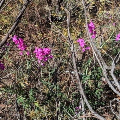 Swainsona galegifolia (Darling Pea) at Red Hill, ACT - 30 Oct 2018 by JackyF