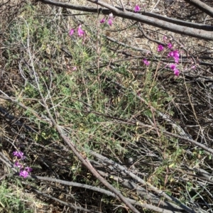 Swainsona galegifolia at Red Hill, ACT - 30 Oct 2018