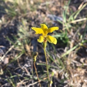 Goodenia pinnatifida at Latham, ACT - 30 Oct 2018 05:55 PM