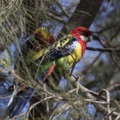 Platycercus eximius (Eastern Rosella) at Gungahlin, ACT - 15 Oct 2018 by Alison Milton