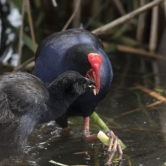 Porphyrio melanotus (Australasian Swamphen) at Gungahlin, ACT - 16 Oct 2018 by AlisonMilton