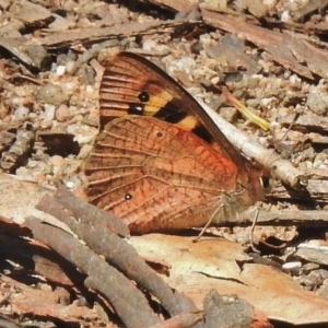 Argynnina cyrila at Cotter River, ACT - 30 Oct 2018 11:43 AM