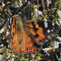 Vanessa kershawi (Australian Painted Lady) at Cotter River, ACT - 30 Oct 2018 by JohnBundock