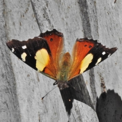 Vanessa itea (Yellow Admiral) at Cotter River, ACT - 30 Oct 2018 by JohnBundock