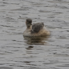 Tachybaptus novaehollandiae (Australasian Grebe) at Gungahlin, ACT - 16 Oct 2018 by AlisonMilton