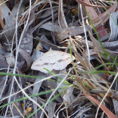 Taxeotis stereospila (Taxeotis stereospila) at Red Hill, ACT - 30 Oct 2018 by JackyF