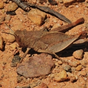 Rhitzala modesta at Cotter River, ACT - 30 Oct 2018 11:40 AM