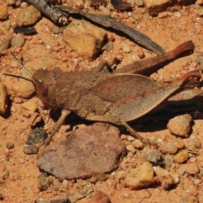 Rhitzala modesta (Short winged heath grasshopper) at Cotter River, ACT - 30 Oct 2018 by JohnBundock