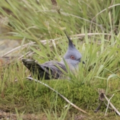 Ocyphaps lophotes (Crested Pigeon) at Gungahlin, ACT - 16 Oct 2018 by AlisonMilton