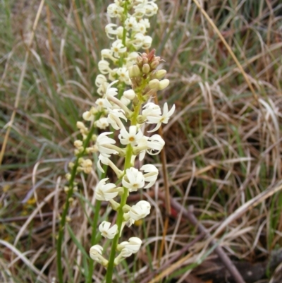 Stackhousia monogyna (Creamy Candles) at Umbagong District Park - 23 Oct 2010 by LWenger