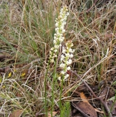 Stackhousia monogyna at Latham, ACT - 24 Oct 2010