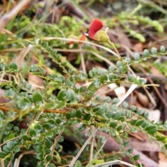 Bossiaea buxifolia (Matted Bossiaea) at Umbagong District Park - 23 Oct 2010 by LWenger