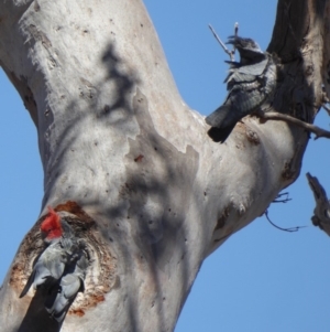 Callocephalon fimbriatum at Deakin, ACT - suppressed