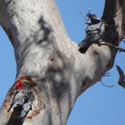 Callocephalon fimbriatum (Gang-gang Cockatoo) at Deakin, ACT - 30 Oct 2018 by JackyF