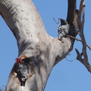 Callocephalon fimbriatum at Deakin, ACT - suppressed
