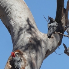 Callocephalon fimbriatum at Deakin, ACT - suppressed
