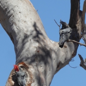 Callocephalon fimbriatum at Deakin, ACT - suppressed