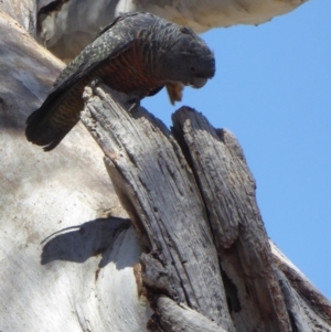 Callocephalon fimbriatum at Deakin, ACT - 30 Oct 2018