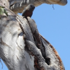 Callocephalon fimbriatum at Deakin, ACT - suppressed