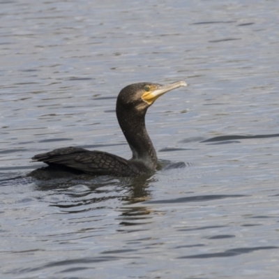 Phalacrocorax carbo (Great Cormorant) at Forde, ACT - 16 Oct 2018 by AlisonMilton