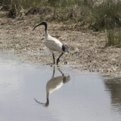 Threskiornis molucca (Australian White Ibis) at Gungahlin, ACT - 15 Oct 2018 by Alison Milton