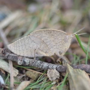 Goniaea sp. (genus) at Wamboin, NSW - 15 Oct 2018