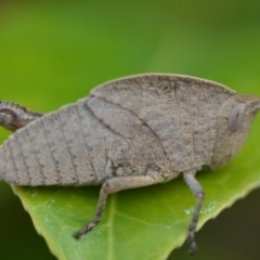 Goniaea sp. (genus) at Wamboin, NSW - 15 Oct 2018