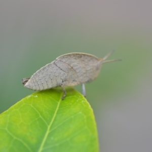 Goniaea sp. (genus) at Wamboin, NSW - 15 Oct 2018