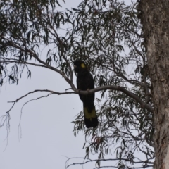 Zanda funerea (Yellow-tailed Black-Cockatoo) at Wamboin, NSW - 16 Oct 2018 by natureguy