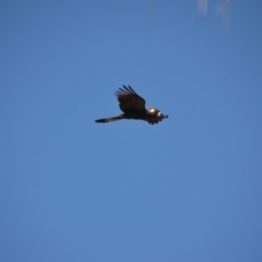 Zanda funerea (Yellow-tailed Black-Cockatoo) at Wamboin, NSW - 18 Oct 2018 by natureguy