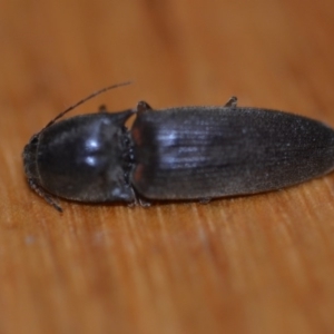 Monocrepidus sp. (genus) at Wamboin, NSW - 19 Oct 2018 10:58 AM