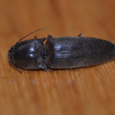 Monocrepidus (genus) (Click beetle) at Wamboin, NSW - 19 Oct 2018 by natureguy