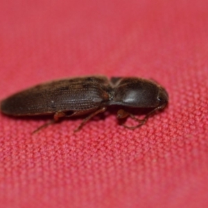 Monocrepidus sp. (genus) at Wamboin, NSW - 19 Oct 2018 10:58 AM