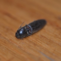 Monocrepidus sp. (genus) at Wamboin, NSW - 19 Oct 2018 10:58 AM