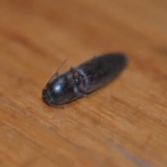 Monocrepidius (genus) at Wamboin, NSW - 19 Oct 2018 10:58 AM