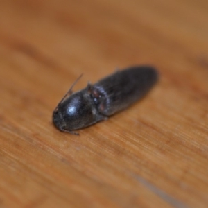 Monocrepidius (genus) at Wamboin, NSW - 19 Oct 2018 10:58 AM