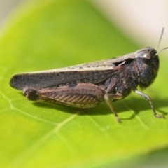 Cryptobothrus chrysophorus at Wamboin, NSW - 20 Oct 2018 01:01 PM