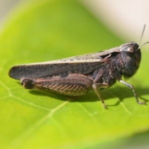 Cryptobothrus chrysophorus at Wamboin, NSW - 20 Oct 2018 01:01 PM