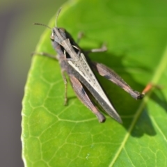 Cryptobothrus chrysophorus at Wamboin, NSW - 20 Oct 2018 01:01 PM