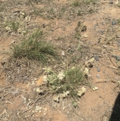 Rytidosperma carphoides (Short Wallaby Grass) at Griffith, ACT - 31 Oct 2018 by ianandlibby1