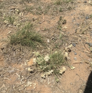 Rytidosperma carphoides at Griffith, ACT - 31 Oct 2018