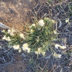 Rytidosperma carphoides at Griffith, ACT - 31 Oct 2018 12:00 AM