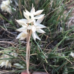 Rytidosperma carphoides at Griffith, ACT - 31 Oct 2018 12:00 AM