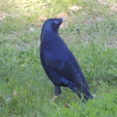 Ptilonorhynchus violaceus (Satin Bowerbird) at Greenway, ACT - 28 Oct 2018 by michaelb