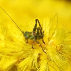 Tettigoniidae (family) (Unidentified katydid) at Acton, ACT - 25 Oct 2018 by TimL